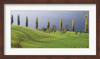 Switzerland, Lake Zug, View of a row of Poplar Trees Fine Art Print