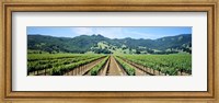 Napa Valley Vineyards Hopland, CA Fine Art Print