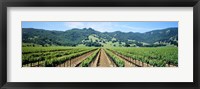 Napa Valley Vineyards Hopland, CA Fine Art Print