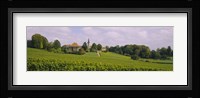 WIne country with buildings in the background, Village near Geneva, Switzerland Fine Art Print