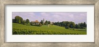 WIne country with buildings in the background, Village near Geneva, Switzerland Fine Art Print