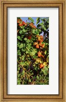 Germany, Lake Konstanz, Fresh grapes in the vineyard Fine Art Print