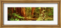 Muir Woods, Trees, National Park, Redwoods, California Fine Art Print