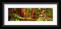 Muir Woods, Trees, National Park, Redwoods, California Fine Art Print