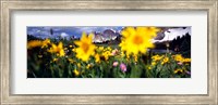 Daisies, Flowers, Field, Mountain Landscape, Snowy Mountain Range, Wyoming, USA, United States Fine Art Print