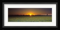 Field of Safflower at dusk, Sacramento, California, USA Fine Art Print