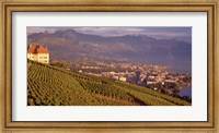Vineyard at a hillside, Lake Geneva, Vevey, Vaud, Switzerland Fine Art Print