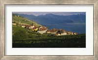 Village on a hillside, Rivaz, Lavaux, Switzerland Fine Art Print