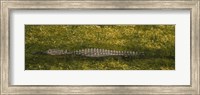 Alligator flowing in a canal, Big Cypress Swamp National Preserve, Tamiami, Ochopee, Florida, USA Fine Art Print