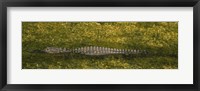 Alligator flowing in a canal, Big Cypress Swamp National Preserve, Tamiami, Ochopee, Florida, USA Fine Art Print