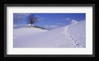 Switzerland, View of a lone Linden tree on a hill Fine Art Print
