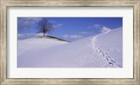 Switzerland, View of a lone Linden tree on a hill Fine Art Print