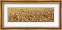 Wheat crop in a field, Otter Tail County, Minnesota, USA Fine Art Print
