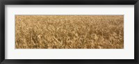 Wheat crop in a field, Otter Tail County, Minnesota, USA Fine Art Print