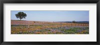 Texas Bluebonnets And Indian Paintbrushes In A Field, Texas Hill Country, Texas, USA Fine Art Print