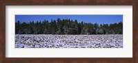 Rocks in snow covered landscape, Hickory Run State Park, Pocono Mountains, Pennsylvania, USA Fine Art Print