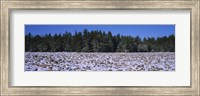 Rocks in snow covered landscape, Hickory Run State Park, Pocono Mountains, Pennsylvania, USA Fine Art Print