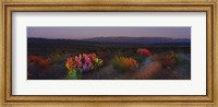Flowers in a field, Big Bend National Park, Texas, USA Fine Art Print