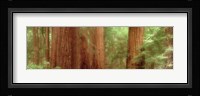 Redwood Trees, Muir Woods, California, USA, Fine Art Print