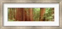 Redwood Trees, Muir Woods, California, USA, Fine Art Print