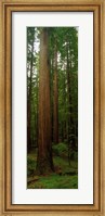 Giant Redwood Trees Ave of the Giants Redwood National Park Northern CA Fine Art Print