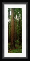 Giant Redwood Trees Ave of the Giants Redwood National Park Northern CA Fine Art Print