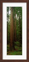 Giant Redwood Trees Ave of the Giants Redwood National Park Northern CA Fine Art Print
