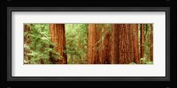 Redwoods Muir Woods CA USA Fine Art Print