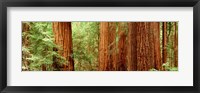 Redwoods Muir Woods CA USA Fine Art Print
