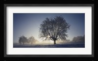 Cherry Tree in Snow, Aargau, Switzerland Fine Art Print