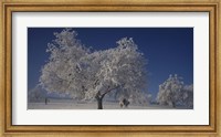 Two people horseback riding through cherry trees on a snow covered landscape, Aargau, Switzerland Fine Art Print