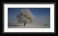Cherry Tree in a Snowy Landscape, Aargau, Switzerland Fine Art Print