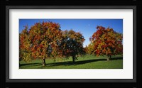 Pear trees in a field, Swiss Midlands, Switzerland Fine Art Print