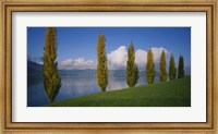 Row of poplar trees along a lake, Lake Zug, Switzerland Fine Art Print