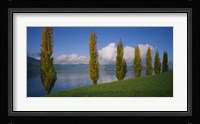 Row of poplar trees along a lake, Lake Zug, Switzerland Fine Art Print