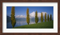 Row of poplar trees along a lake, Lake Zug, Switzerland Fine Art Print