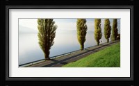Trees along a lake, Lake Zug, Switzerland Fine Art Print