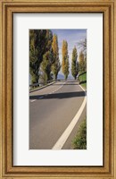 Switzerland, Lake Zug, View of Populus Trees lining a road Fine Art Print
