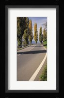 Switzerland, Lake Zug, View of Populus Trees lining a road Fine Art Print