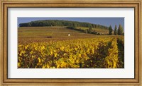 Vineyard on a landscape, Bourgogne, France Fine Art Print