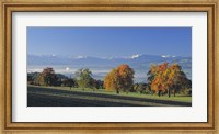 Switzerland, Reusstal, Panoramic view of Pear trees in the Swiss Midlands Fine Art Print