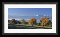 Switzerland, Reusstal, Panoramic view of Pear trees in the Swiss Midlands Fine Art Print
