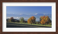 Switzerland, Reusstal, Panoramic view of Pear trees in the Swiss Midlands Fine Art Print
