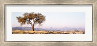 Tree in a field with a mountain range in the background, Debre Damo, Tigray, Ethiopia Fine Art Print