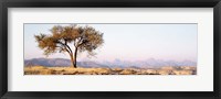 Tree in a field with a mountain range in the background, Debre Damo, Tigray, Ethiopia Fine Art Print