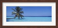 Palm tree in the sea, Maldives Fine Art Print