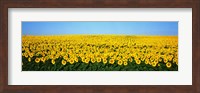 Sunflower Field, North Dakota, USA Fine Art Print