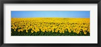 Sunflower Field, North Dakota, USA Fine Art Print