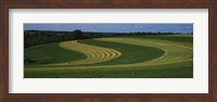 Curving crops in a field, Illinois, USA Fine Art Print