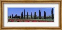 Field Of Poppies And Cypresses In A Row, Tuscany, Italy Fine Art Print